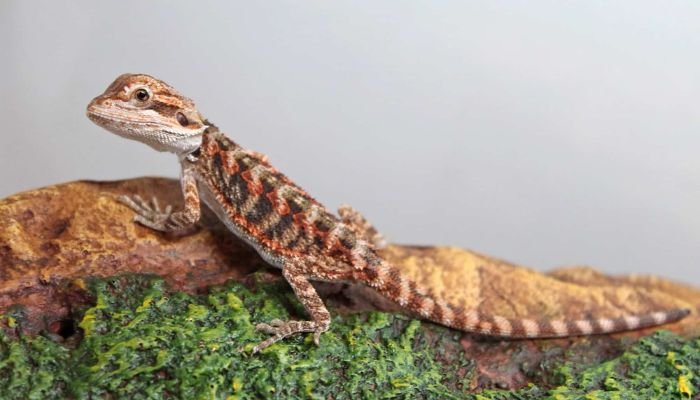 Baby Bearded Dragons