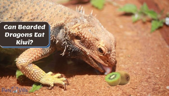 Can Bearded Dragons Eat Kiwi