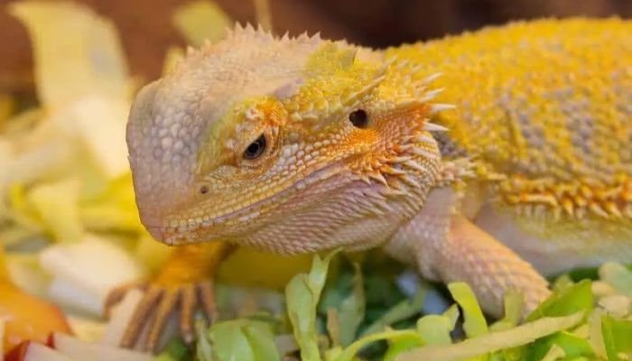 Can Bearded Dragons Eat Kiwi