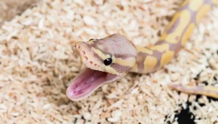 Ball Pythons Yawn