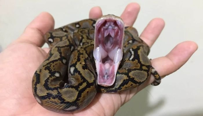 Ball Pythons Yawn