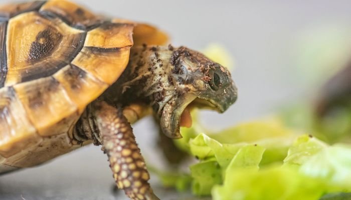 Hermann's Tortoise Diet