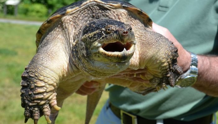 Albino Snapping Turtle Diet