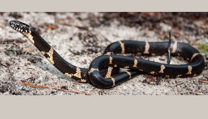 Types of King Snakes of Texas