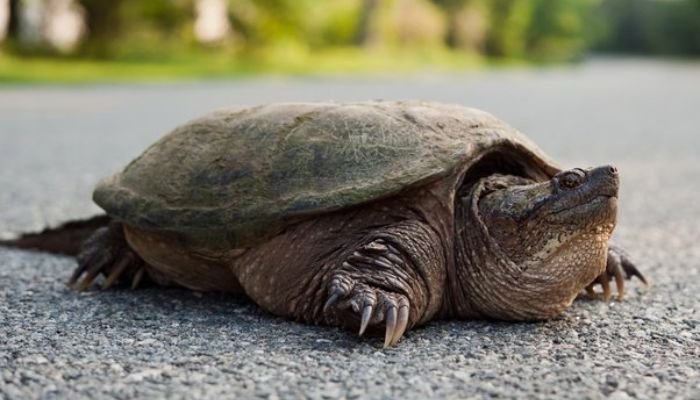 Albino Snapping Turtle Diet