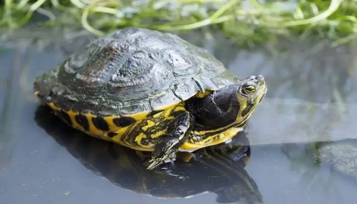 Yellow Bellied Turtle Lifespan