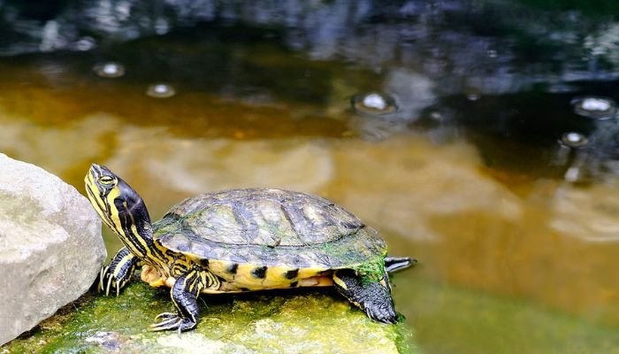 Yellow Bellied Turtle Lifespan