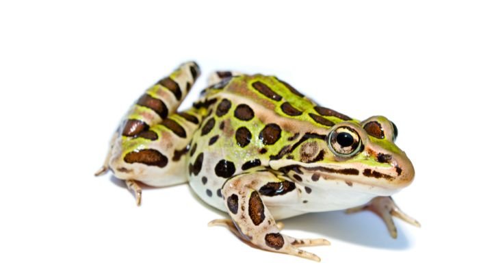 Types of Frogs in Ontario