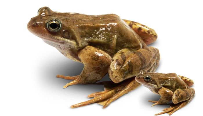 Types of Frogs in Ontario