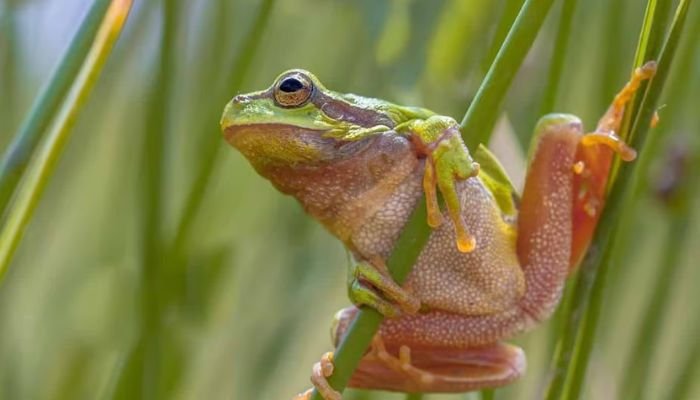 Do Frogs Have Buttholes