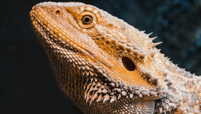 Bearded Dragon Sunken Eyes