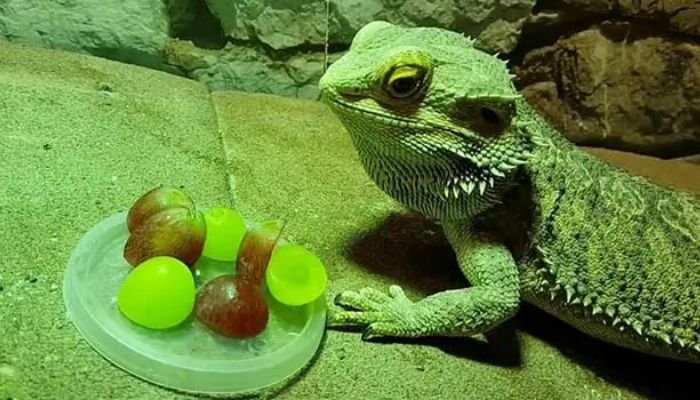 Can Bearded Dragons Eat Grapes