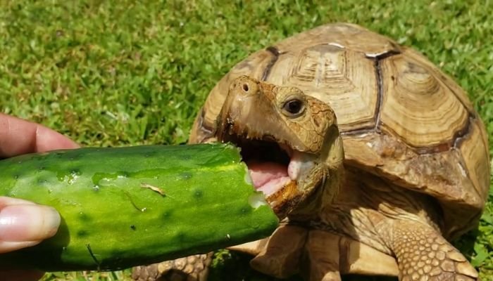 Can Tortoises Eat Cucumbers