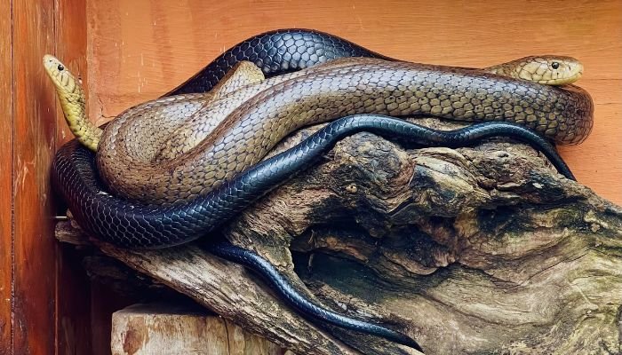 What Eats Snakes a Comprehensive Guide