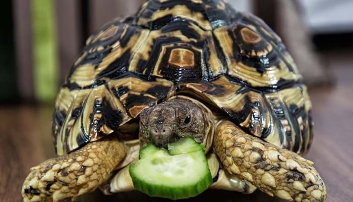 Can Tortoises Eat Cucumbers