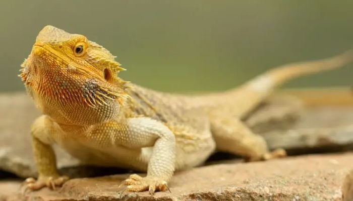 Fancy Bearded Dragon