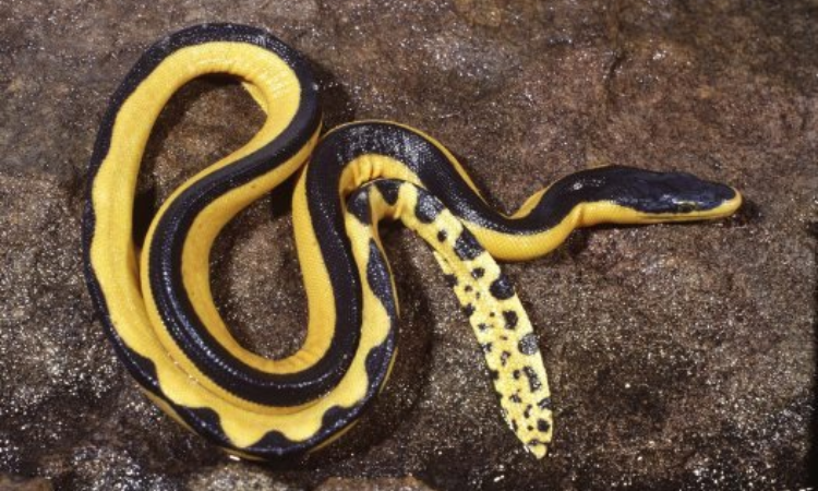 What is the Habitat and Behavior of the Yellow-Bellied Black Snake?