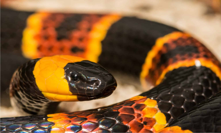 Where Do Coral Snakes Live and What is Their Preferred Habitat?