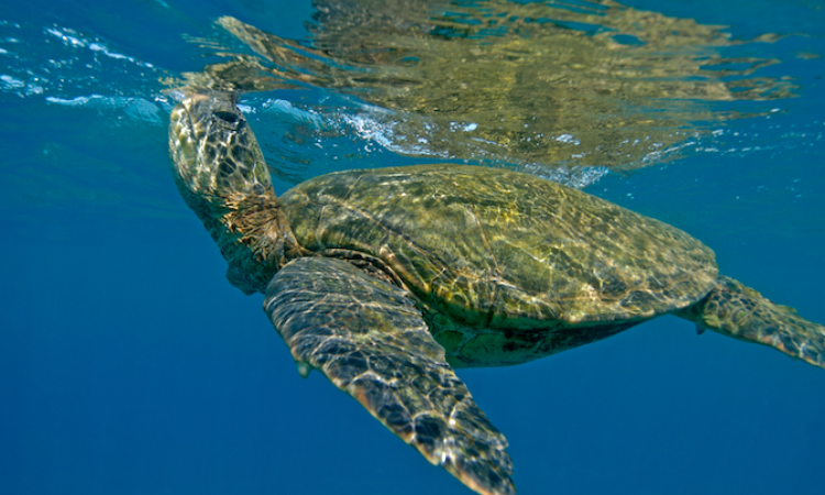 What Constitutes the Food Diet of Leatherback Turtles?