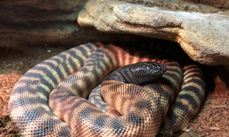 How Large Do Black-Headed Pythons Typically Grow?