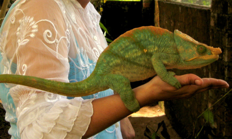 How Large Can Chameleons Grow in Size?