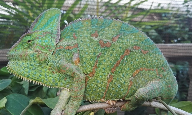 How Large Can Chameleons Grow in Size?
