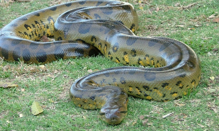 What is the Average Lifespan of a Green Anaconda in the Wild and in Captivity?