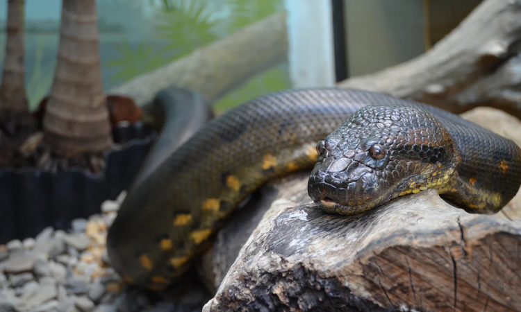 What is the Average Lifespan of a Green Anaconda in the Wild and in Captivity?