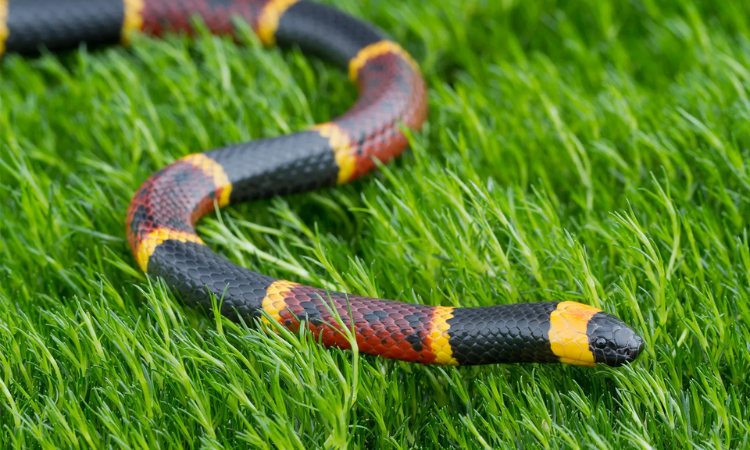 What Type of Habitat Do Coral Snakes Typically Inhabit?