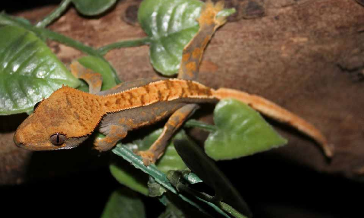 What are the Ideal Habitat Conditions for Crested Geckos?