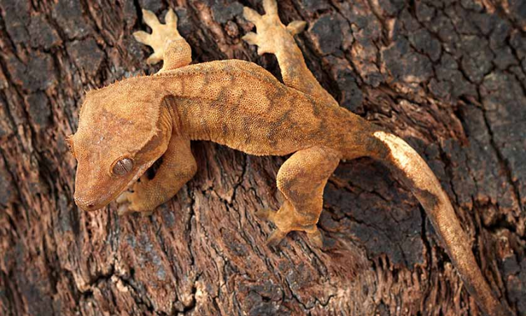 What are the Ideal Habitat Conditions for Crested Geckos?