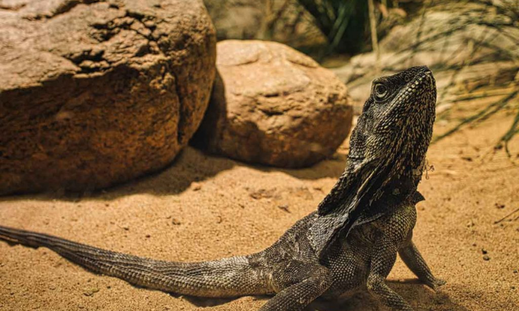 Is Arugula a Safe Food Choice for Bearded Dragons?