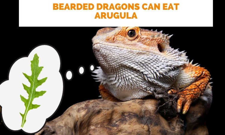 Is Arugula a Safe Food Choice for Bearded Dragons?