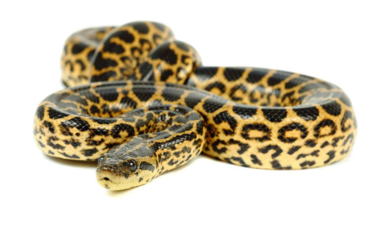 What is the Average Size of a Yellow Anaconda?