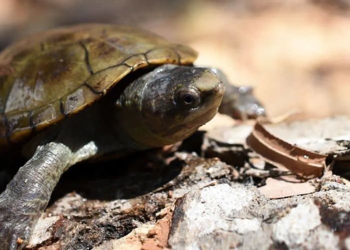 Turtle Shedding