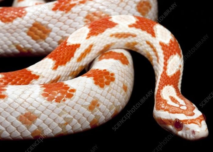 albino corn snakes care