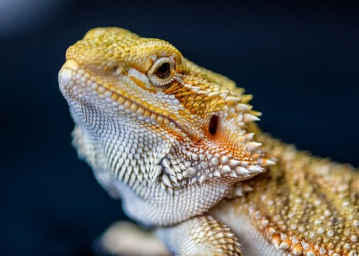 bearded dragon facts