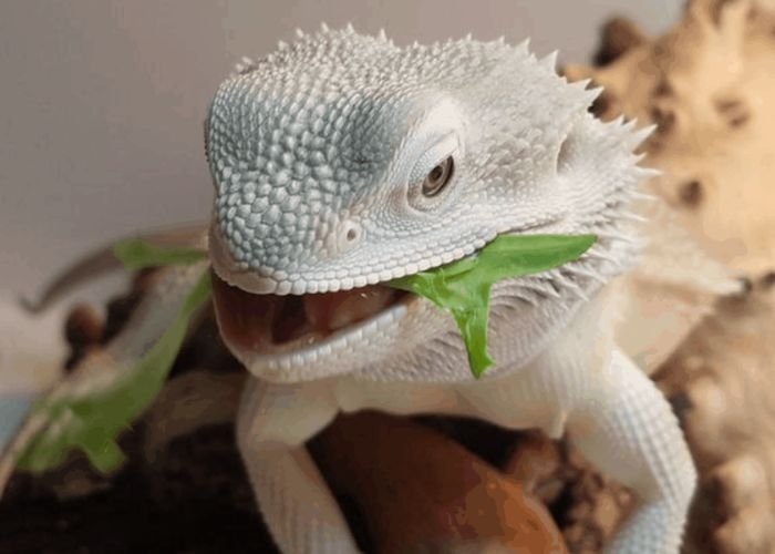 Can Bearded Dragons Eat Spiders Reptiles