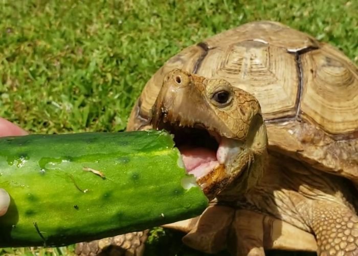 can russian tortoises eat cucumbers