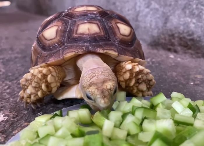 A Tortoises Delight the Cucumber