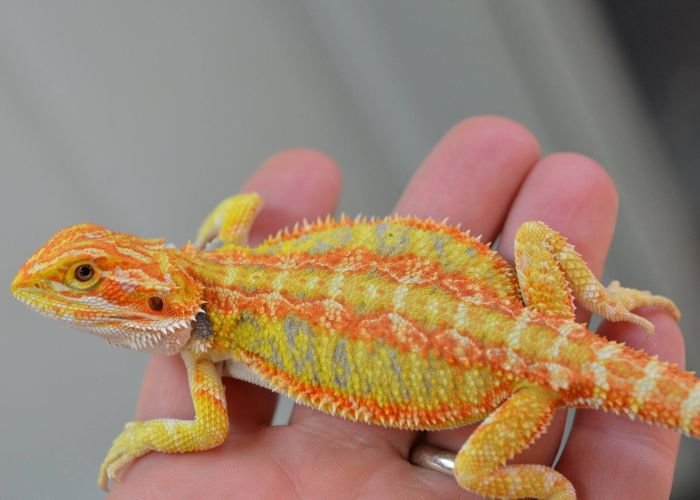 Best Bearded Dragon Breeders