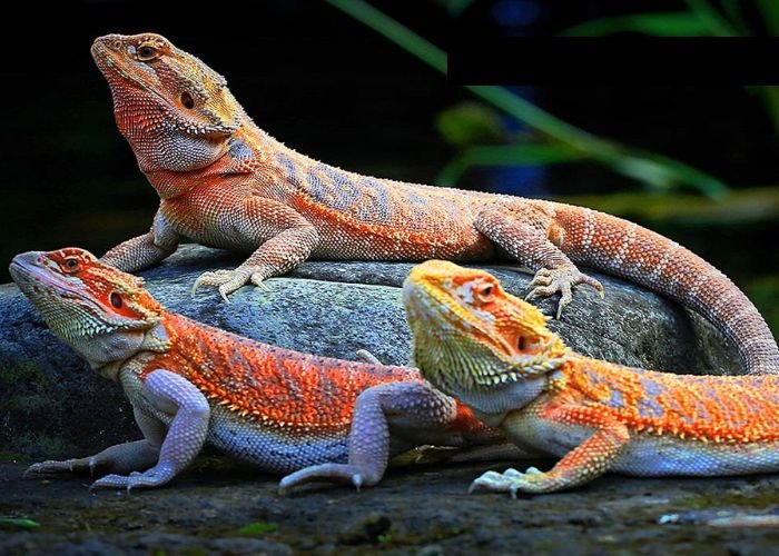 Bearded Dragon Colors