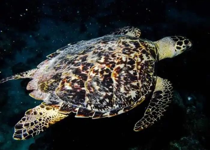 Do Sea Turtles Shed Their Scutes