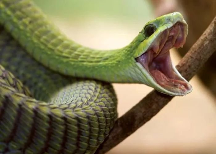 The Boomslang Snake of Africa