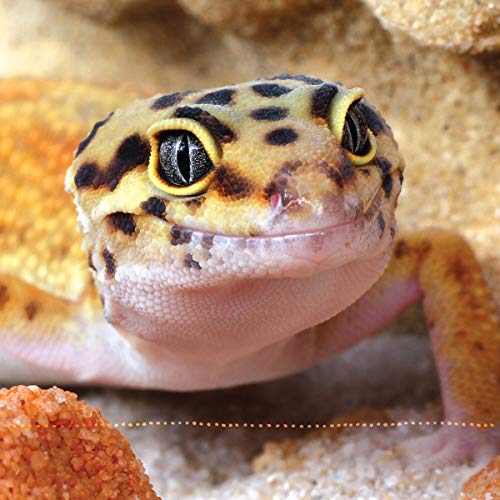 The Leopard Gecko Manual, 2nd Edition (companionhouse Books 